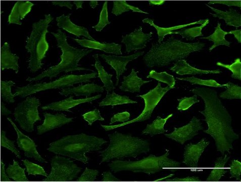Monoclonal Anti-SRGAP1 antibody produced in