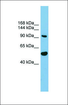 Anti-MAP7D1, (N-terminal) antibody produced in