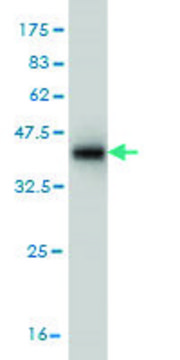 Monoclonal Anti-SUMF2 antibody produced in