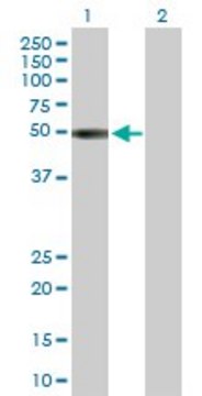 Anti-KIR2DL1 antibody produced in rabbit