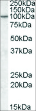 Anti-AGAP2 antibody produced in goat