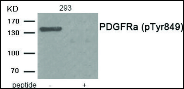 Anti-phospho-PDGFRa (pTyr???) antibody produced in