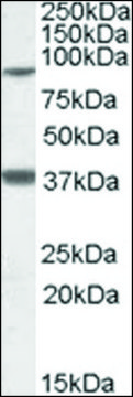 Anti-LASS1 antibody produced in goat