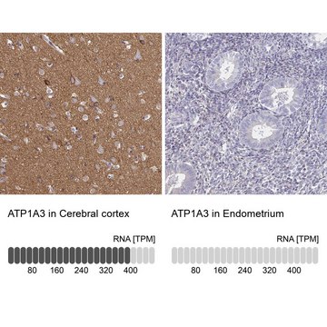 Anti-ATP1A3 antibody produced in rabbit