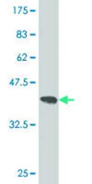 ANTI-TIE1 antibody produced in mouse