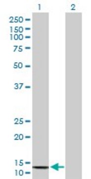 Anti-COX6B2 antibody produced in mouse