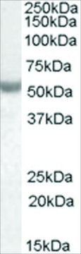 Anti-NOVA1 antibody produced in goat