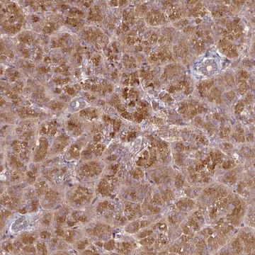 Anti-CEP95 antibody produced in rabbit