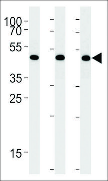 ANTI-BAT1(C-TERMINAL) antibody produced in rabbit