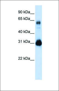 Anti-SOX15 (ab2) antibody produced in