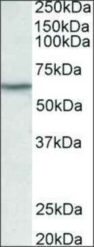 Anti-LCK antibody produced in goat
