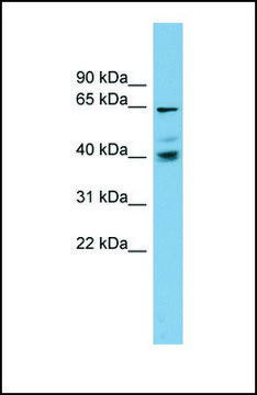 Anti-TM9SF4 antibody produced in rabbit