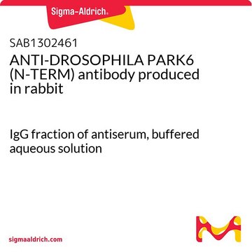 ANTI-DROSOPHILA PARK6 (N-TERM) antibody produced