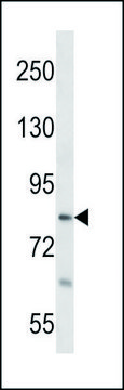 ANTI-RTF1 (CENTER) antibody produced in
