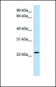 Anti-ATF3 antibody produced in rabbit
