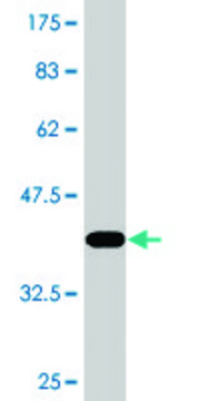 Monoclonal Anti-C20ORF172, (C-terminal) antibody produced