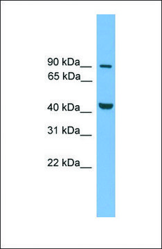 Anti-MITF antibody produced in rabbit