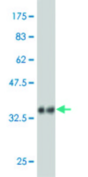 Monoclonal Anti-RAPGEFL1 antibody produced in
