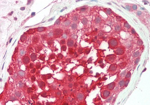 Anti-RANBP1 antibody produced in rabbit
