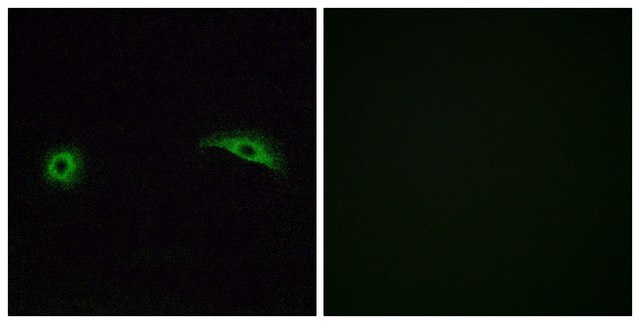 Anti-OR2J2 antibody produced in rabbit