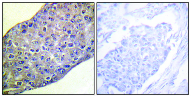 Anti-RHOA antibody produced in rabbit