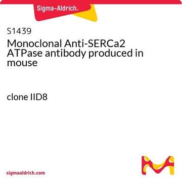 Monoclonal Anti-SERCa2 ATPase antibody produced