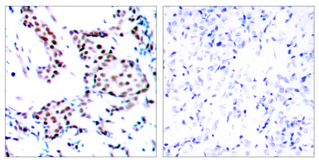 Anti-C-JUN antibody produced in rabbit