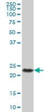 Anti-CSH2 antibody produced in mouse