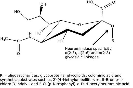 Neuraminidase from Vibrio cholerae