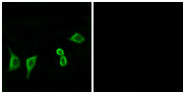 Anti-OR8G2 antibody produced in rabbit