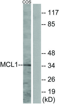 Anti-MCL1 antibody produced in rabbit