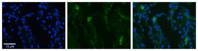 Anti-SLCO2B1 antibody produced in rabbit