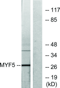 Anti-MYF5 antibody produced in rabbit
