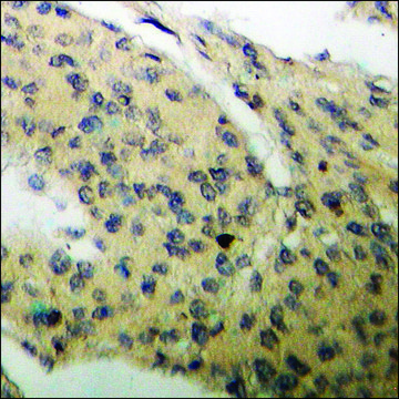 Anti-phospho-c-PLA2 (pSer???) antibody produced in