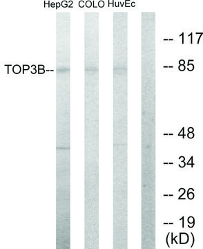 Anti-TOP3B antibody produced in rabbit