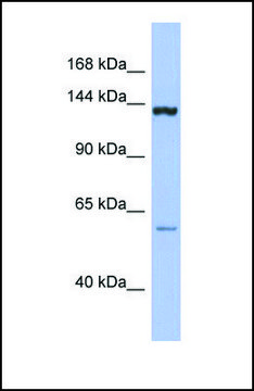 Anti-DHX34 antibody produced in rabbit