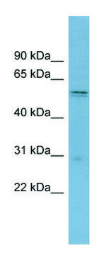 Anti-SLC7A11 antibody produced in rabbit