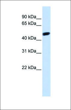 Anti-WWTR1 antibody produced in rabbit