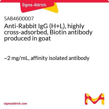 Anti-Rabbit IgG (H+L), highly cross-adsorbed,