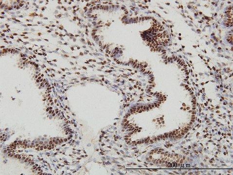 ANTI-SP1 antibody produced in mouse