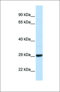 Anti-C10ORF56 antibody produced in rabbit