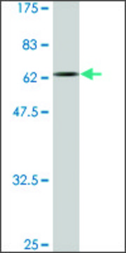 Monoclonal Anti-FLJ38725 antibody produced in