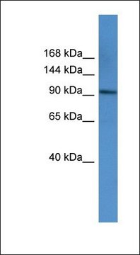 Anti-AP2A1 antibody produced in rabbit