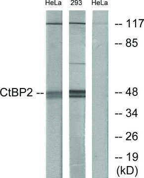 Anti-CTBP2 antibody produced in rabbit