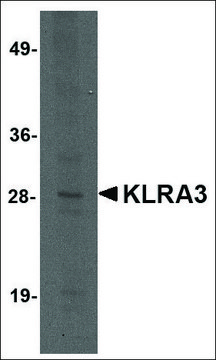 Anti-KLRA3 antibody produced in rabbit