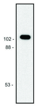 Monoclonal Anti-betaGalactosidase antibody produced in