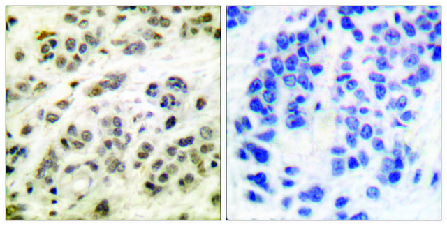 Anti-MYC antibody produced in rabbit