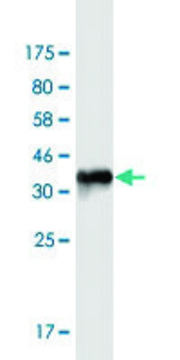 Monoclonal Anti-KCNJ5 antibody produced in