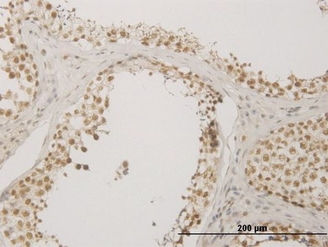Monoclonal Anti-NUDT21 antibody produced in