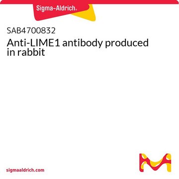 Anti-LIME1 antibody produced in rabbit